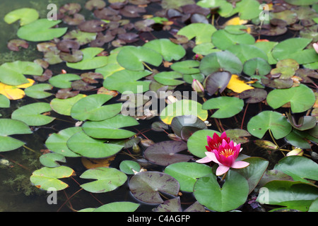 Nahaufnahme einer rosa Lilie, die in einem Seerosenteich blüht, England, Großbritannien Stockfoto