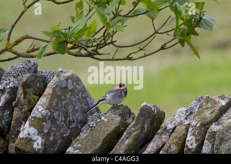 Young Pied Bachstelze (Motacilla Alba) darauf warten, gefüttert werden. Stockfoto