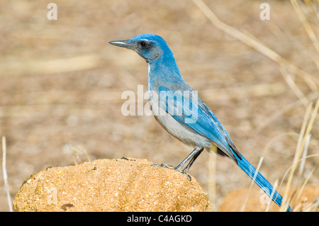 Westlichen Peeling Jay (Aphelocoma Californica) Stockfoto