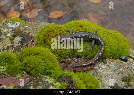 Spotted Salamander (Z.B. Aronstab) - New York - USA - Zucht Teich im Frühjahr - Common in den Osten der Vereinigten Staaten Stockfoto