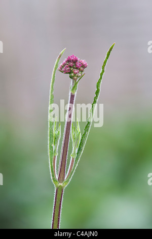 Verbena bonariensis Blumen emerging im Juni. Großbritannien Stockfoto