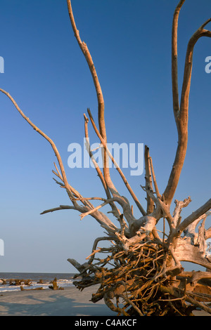 Treiben Sie Holz an der Meeresküste unter dem Abendlicht, Jekyll Island, Georgia, USA. Stockfoto