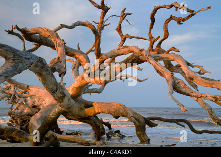 Treiben Sie Holz an der Meeresküste unter dem Abendlicht, Jekyll Island, Georgia, USA. Stockfoto