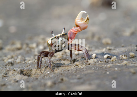 Atlantische Sandfiddler Krabbe (Uca pugilator) tanzen, Jekyll Island, Georgia, USA. Stockfoto