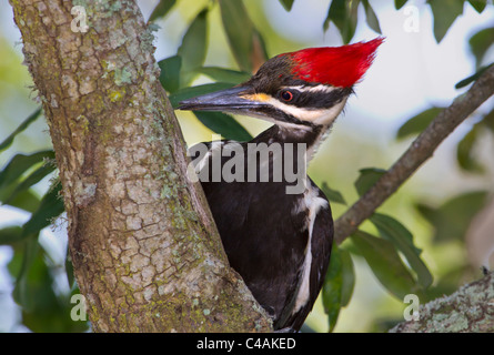 Männliche Helmspecht (Dryocopus Pileatus) auf einem Baum. Stockfoto