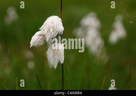 Schmalblättriges Wollgras Im Hohen Venn. Stockfoto