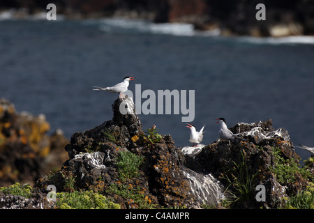 Mehrere gemeinsame Seeschwalben (Sterna Hirundo) stehen und vocalizing auf einem Felsen in der Nähe von Sao Roque, Insel Pico, Azoren Stockfoto