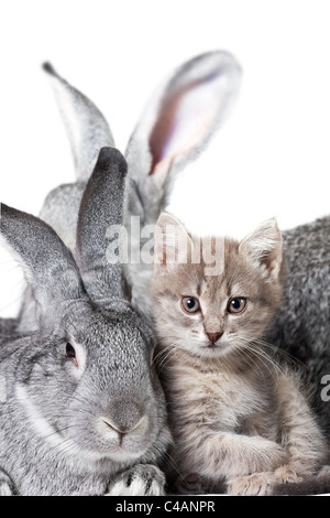 Bild der graue Kaninchen mit niedlichen Kätzchen in der Nähe von Stockfoto