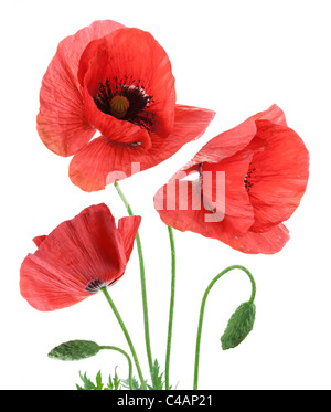 Schöne rote Mohnblumen isoliert auf einem weißen Hintergrund. Stockfoto