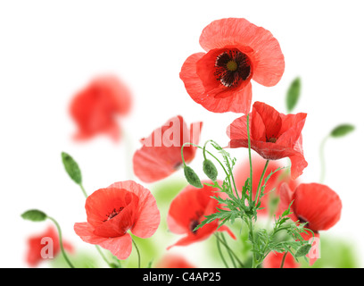 Schöne rote Mohnblumen isoliert auf einem weißen Hintergrund. Stockfoto