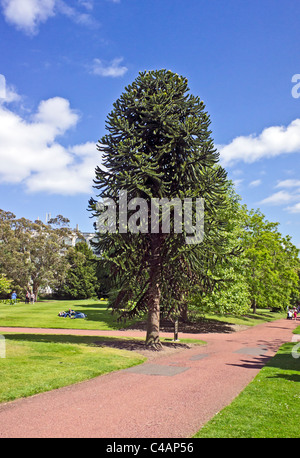 Affe Puzzle Baum im Royal Botanic Garden Edinburgh Schottland Stockfoto