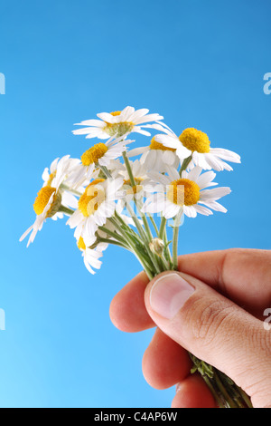 Kamille in die Hand des Mannes auf blauen Himmelshintergrund Stockfoto