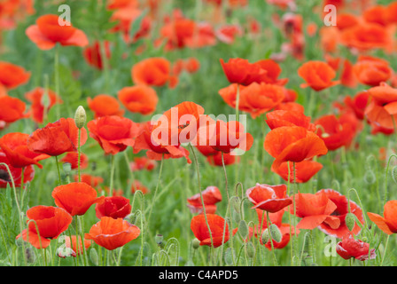 Mohnfeld, Mohn, Wildblumen, Mohn, Wiese, Felder Stockfoto