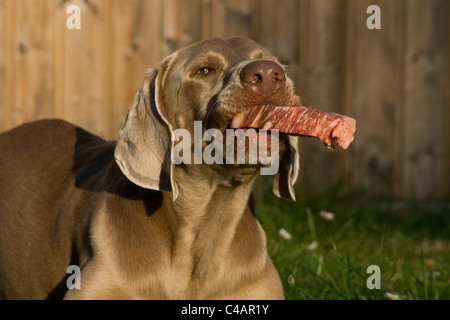 Essen Weimaraner Stockfoto