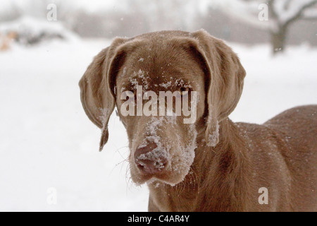 Weimaraner im Schnee Stockfoto