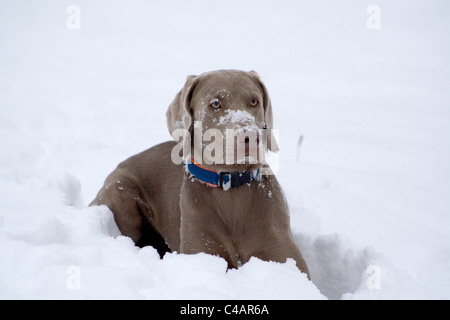 Weimaraner im Schnee Stockfoto