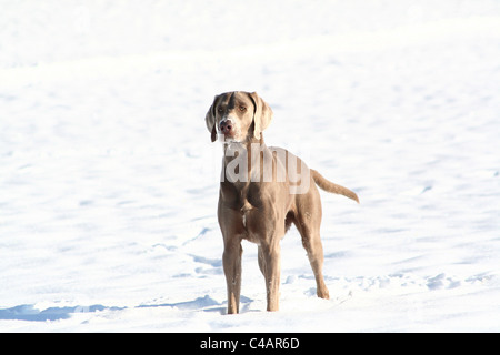 Weimaraner im Schnee Stockfoto