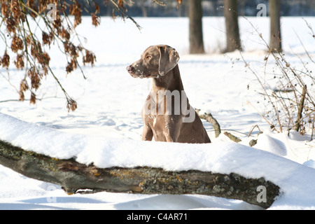 Weimaraner im Schnee Stockfoto