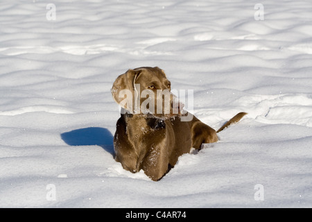 Weimaraner im Schnee Stockfoto