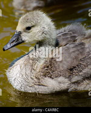 Süßes Baby Gosling im Teich Stockfoto