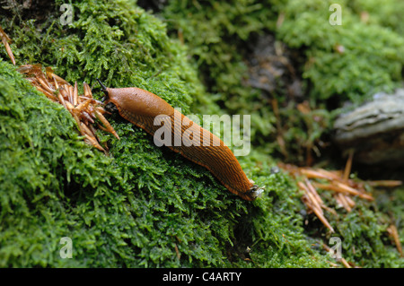 Rote Wegschnecke Kriecht Im Nationalpark Eifel Über Moos. Stockfoto