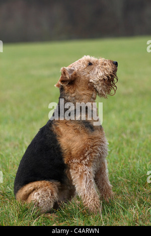 Airedale Terrier sitzend Stockfoto