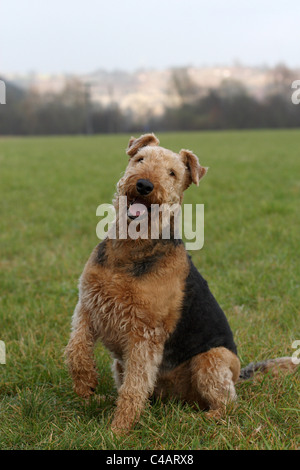 Airedale Terrier sitzend Stockfoto