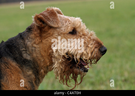 Airedale Terrier Portrait Stockfoto