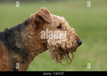 Airedale Terrier Portrait Stockfoto