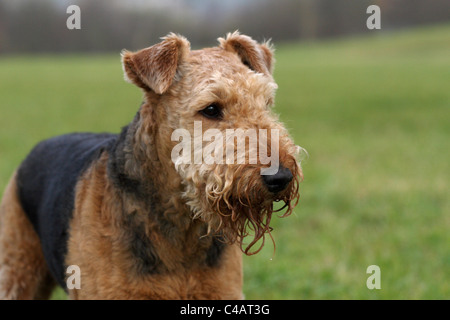 Airedale Terrier Portrait Stockfoto