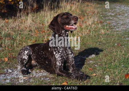 Deutscher Kurzhaariger Vorstehhund Stockfoto