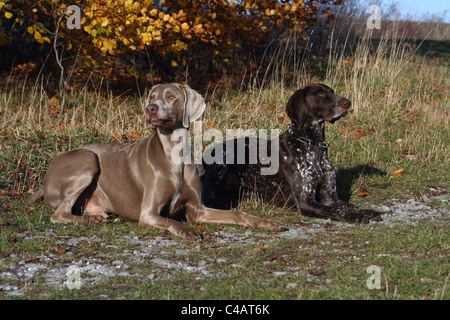 Deutscher Kurzhaariger Vorstehhund und Weimaraner Stockfoto