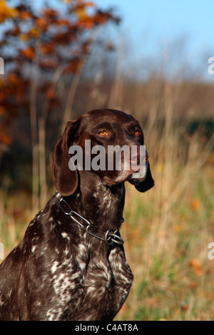 Deutscher Kurzhaariger Vorstehhund Stockfoto