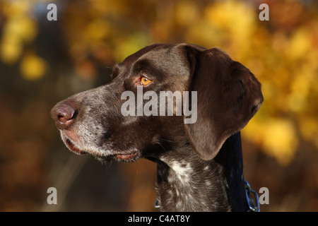 Deutscher Kurzhaariger Vorstehhund Stockfoto