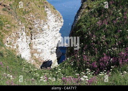 Bempton Cliffs ist ein Naturschutzgebiet, geführt von der RSPB, an Bempton im Osten Reiten von Yorkshire, England. Stockfoto