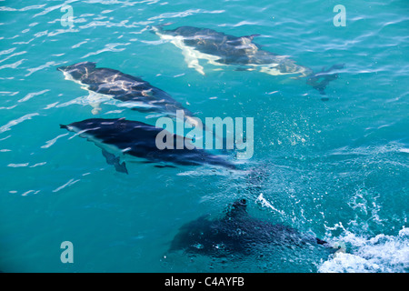 Dusky Delphine schwimmen unter der Wasseroberfläche in Kaikoura, Neuseeland Stockfoto