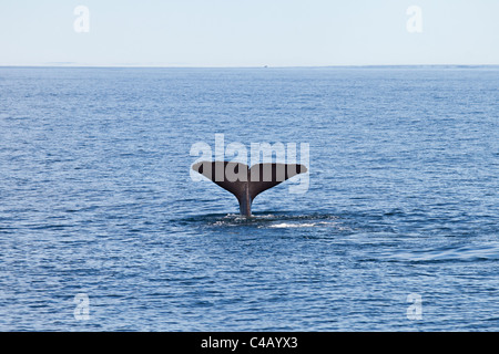 Pottwal Tauchen in Kaikoura Neuseeland Stockfoto