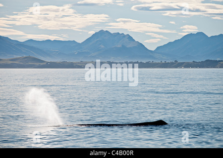 Buckelwal ausatmet (Schläge) Luft vor dem Tauchen mit Kaikoura, Neuseeland Panorama im Hintergrund. Stockfoto