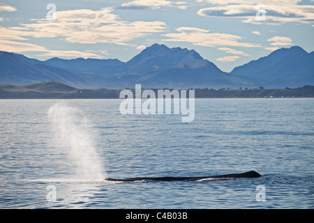 Buckelwal ausatmet (Schläge) Luft vor dem Tauchen mit Kaikoura, Neuseeland Panorama im Hintergrund. Stockfoto