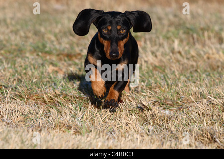 Teckel ausgeführt Stockfoto