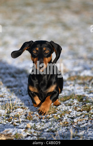 Teckel ausgeführt Stockfoto