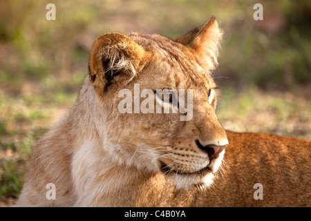 Tansania, Serengeti. Eine junge Löwin. Stockfoto