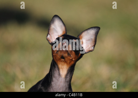 Zwergpinscher Welpen Stockfoto