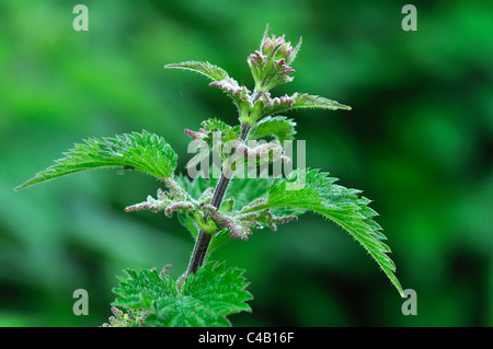 Oben eine grüne Brennessel (Urtica Dioica) Stamm UK Stockfoto