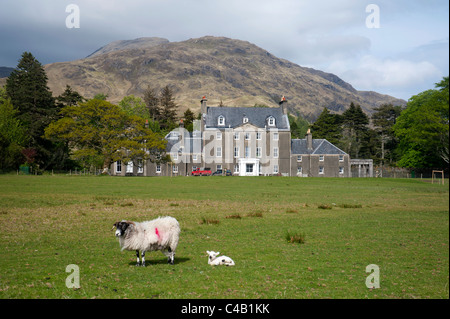 Schafe grasen friedlich vor Lochbuie House, an der Westküste der Isle of Mull, Schottland.  SCO 7147 Stockfoto