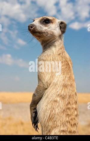 Botswana, Makgadikgadi. Ein Erdmännchen hält Ausschau für Raubtiere in die trockene Makgadikgadi Salzpfannen Botswanas. Stockfoto