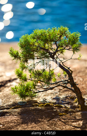 Kleine Kiefer wächst auf Felsen. Stockfoto