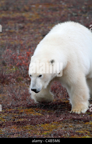 Churchill, Manitoba, Kanada. Männliche Eisbären gehen auf Tundra in der Nähe von Hudson Bay (fotografiert im Oktober). Stockfoto