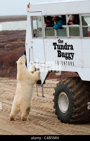 Churchill, Manitoba, Kanada. Ein männlicher Eisbär untersucht einen Tundra-Buggy (fotografiert im Oktober). Stockfoto