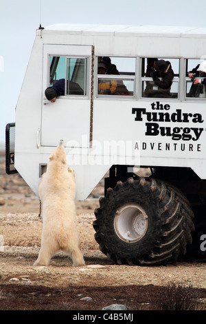 Churchill, Manitoba, Kanada. Ein männlicher Eisbär untersucht einen Tundra-Buggy (fotografiert im Oktober). Stockfoto